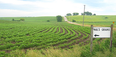 Soybean field, early July 2005.