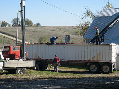 Unloading a semi of wheat from another organic farmer