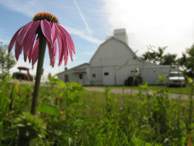 Coneflowers in front of the crib