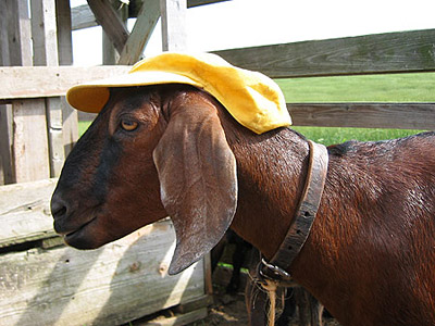 Susanna's goat, looking sharp