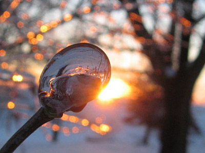 Tree buds encased in ice