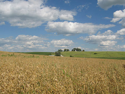 The oat field in mid-July