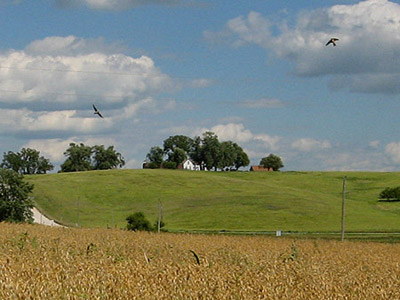 The oat field in mid-July