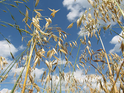 The oat field in mid-July