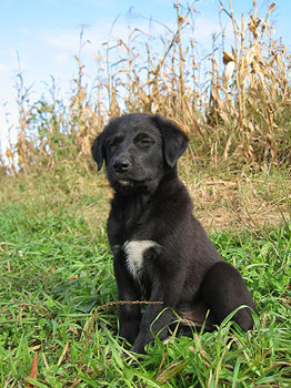 Patience as a puppy, September 2007