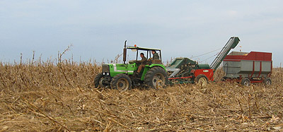 Joseph and Daniel picking corn, November 2004.