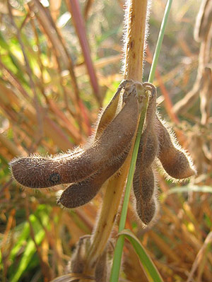 Dry soybeans, late September 2005