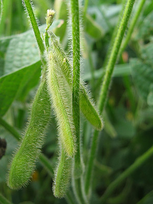 Green soybeans, August 2005