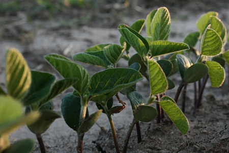 Soybeans in mid-June