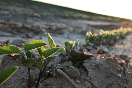 Soybeans in mid-June